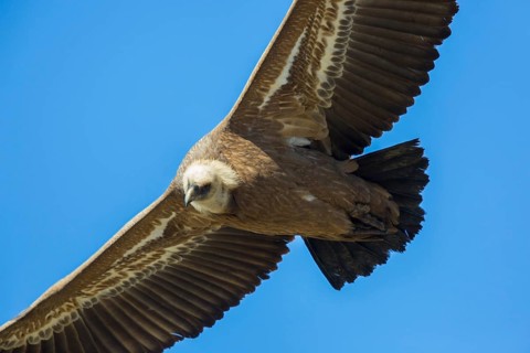 Griffon Vulture (Gyps fulvus) flying, Spain