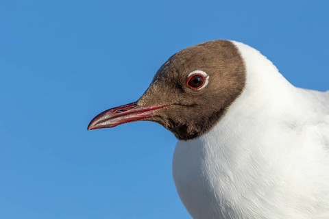Portrait of a black-headed gull (Chroicocephalus ridibundus) against a blue sky, sky blue,