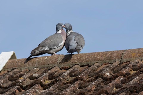 Wood pigeon (Columba palumbus) two adult birds performing their courtship display on an urban