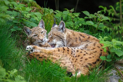 Lynxes (Lynx lynx), Germany