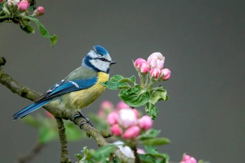Blue tit, Parus caeruleus, birds, spring, garden, meadow orchard, tit, passeri, songbirds, song