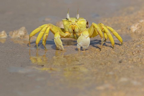 Horned ghost crab, beach, mudflat, horned eye sand crab, Indo-Pacific riding crab, Geisetr crab,