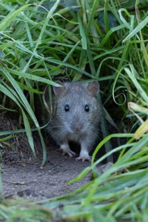 European brown rat (Rattus norvegicus) adult rodent animal emerging from it burrow hole, England,