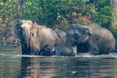 Wild elephant herd at waterhole, Asian elephant, Elephas maximus, Bardia National Park, jungle,