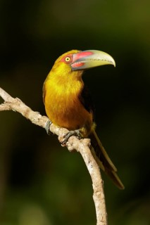 Saffron Toucanet (Pteroglossus bailloni) perched on a branch in the Atlantic Rainforest Region of