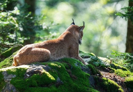 Eurasian lynx (Lynx lynx) lying on a moss-covered rock in the forest, captive, Germany
