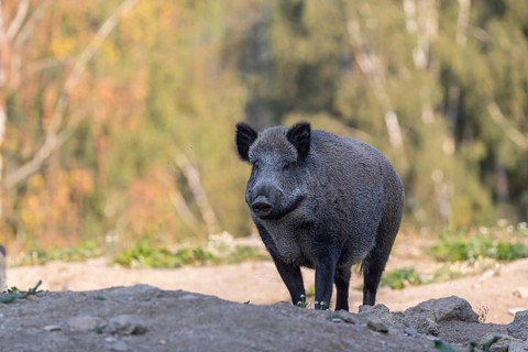 One adult wild boar or wild pig (Sus scrofa) walking over an opening with a forest in first