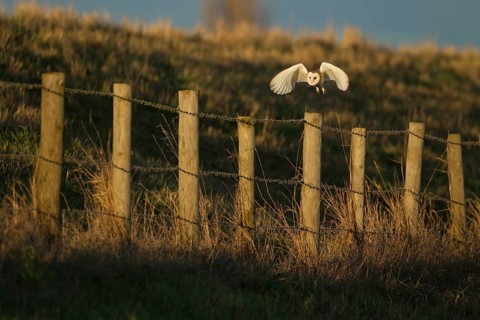 Barn owl (Tyto alba) adult bird taking off in flight from a fence post, Norfolk, England, United
