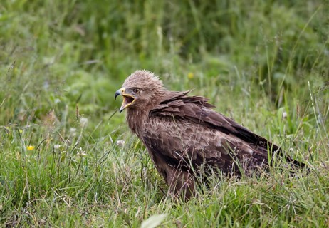 Lesser Spotted Eagle (Clanga pomarina) calling on grassland, Mecklenburg-Western Pomerania, Germany