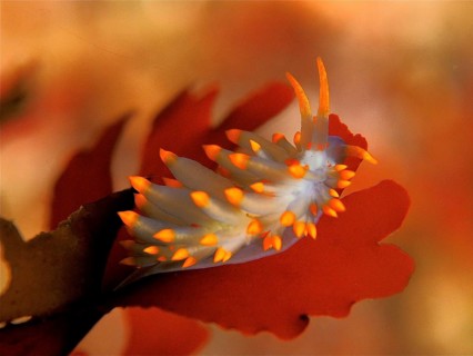 Orange spotted balloon thread snail (Eubranchus farrani)