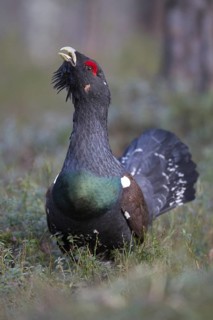 Western Capercaillie (Tetrao urogallus) male, Nizhegorodskaya, Russia