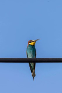 A vibrant European bee-eater perches gracefully on a wire against a clear blue sky. Its colorful