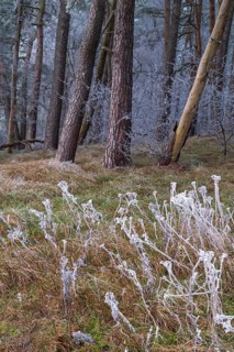 View of frozen grasses in front of a spruce forest frozen with hoarfrost, landscape photo, nature