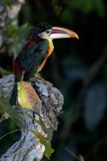 Curl-crested Aracari (Pteroglossus beauharnaesii) perched on a branch in the Amazon of Brazil