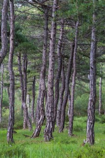 Dadia, Greece, Rhodope Mountains, Greece, high size, portrait, landscape, countries, coniferous
