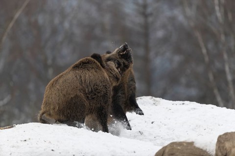 Wild boar or wild pig (Sus scrofa), fighting on snowy ground, trees in the background