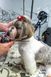 Dog groomer carefully cutting the fur of a shih tzu standing on a table in a pet salon, providing