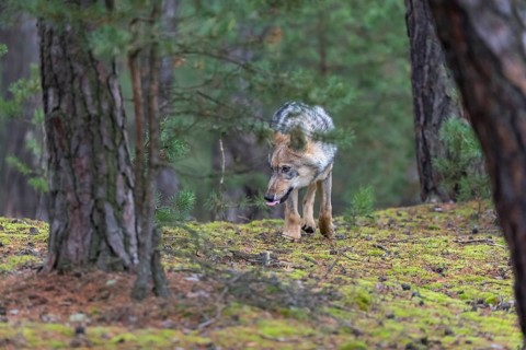 One young male eurasian gray wolf (Canis lupus lupus) running thru a forest with rocks and heather.