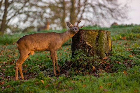 A roebuck (Capreolus capreolus) rubbing its head against a tree stump at sunrise