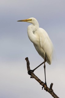 Great Egret (Ardea alba modesta), Australian Capital Territory, Australia