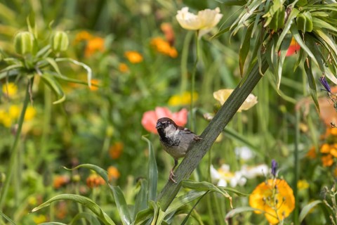 One male house sparrow (Passer domesticus) collecting insects in a flowering field of poppy