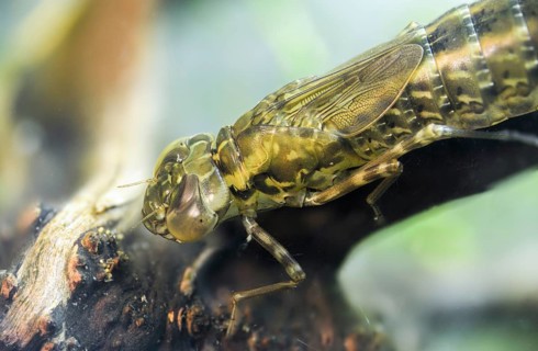Aeshna cyanea, blue-green mosaic maiden, southern hawker, anisoptera, dragonflies, insects, larva,