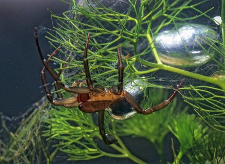 Argyroneta aquatica, diving bell spider, arachnids, water spider, aquatic, leo, spiders, spiders