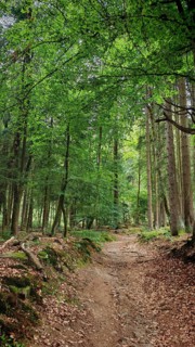 Narrow forest trail covered with leaves, surrounded by tall trees, hiking in the Fichtelgebirge