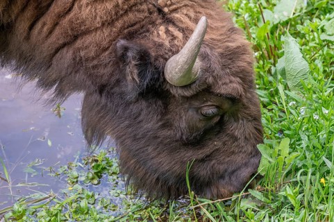 European bison (Bison bonasus)  drinking water, wildlife park, Bavaria, Germany