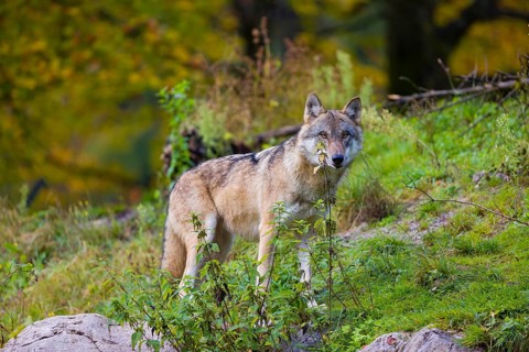 One eurasian gray wolf (Canis lupus lupus) stands on a hill, observing the area. A forest in fall