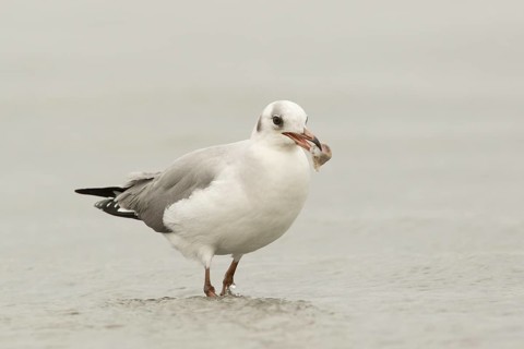 Grey-headed Gull (Chroicocephalus cirrocephalus), Gambia