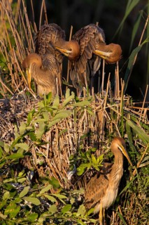 Purpurreiher, Purple Heron, Ardea purpurea, Héron pourpré, Garza Imperial