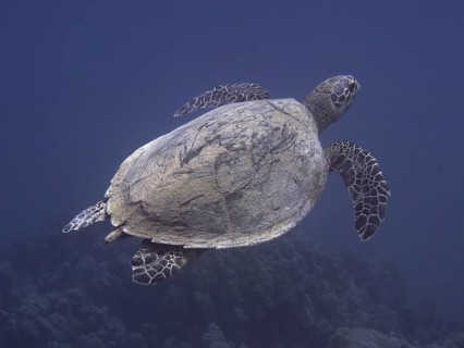 Hawksbill sea turtle (Eretmochelys imbricata)