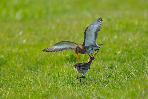 Uferschnepfe (Limosa limosa), Black-tailed Godwit, kaempfende Altvoegel, Mai, Nijkerk, Gelderland,