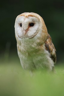 Barn owl (Tyto alba), captive, North Rhine-Westphalia, Germany
