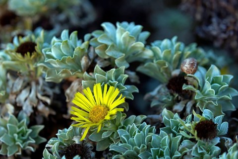 Canary Island Daisy, (Asteriscus sericeus), Fuerteventura flower, flower, plant, plants,
