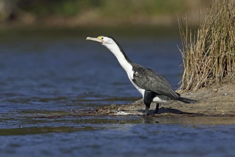 Australian Pied Cormorant (Phalacrocorax varius), New South Wales, Australia