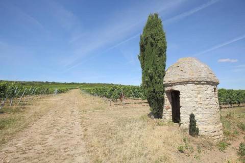 Trullo in vineyards with cypress, vineyard houses, wine-growing region, landscape,