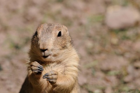 An upright prairie dog in the wild, focussed and alert, black-tailed prairie dog (Cynomys