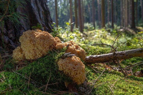 Bear skull, faisterling, fat hen, jewbeard, curly hen, curly goatbeard, giant morel, sparassis