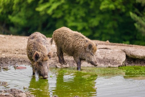 Two wild boar or wild pig (Splayus scrofa) drink water from a small pool. A green forest is in the