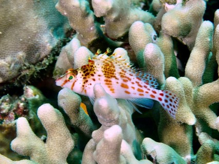 A small, colourful tufted wrasse, Dwarf Hawkfish (Cirrhitichthys falco), swims close to the corals