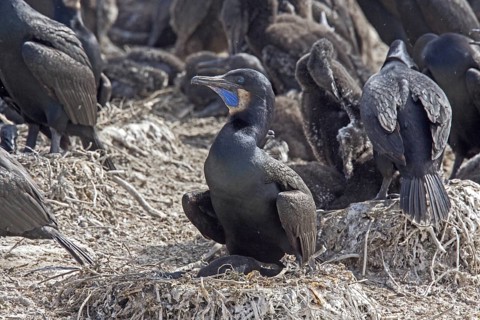 Brandt's Cormorant Phalacrocorax penicillatus Point Lobos State Reserve, California, United States