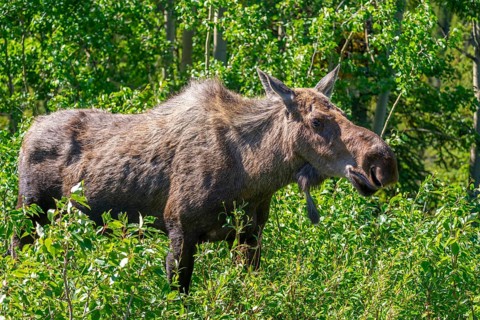 Moose (Alces alces) standing in the forest, Alaska, USA