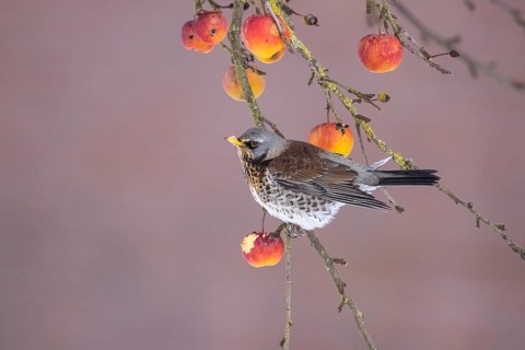Fieldfare (Turdus pilaris) perched in an apple tree, North Rhine-Westphalia, Germany