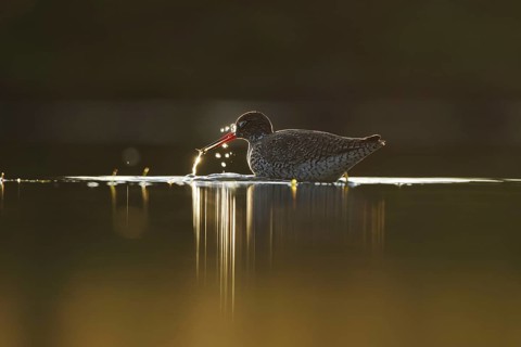A beautifully backlit redshank wades through golden waters in Puebla de BeleÃ±a, Spain. The serene