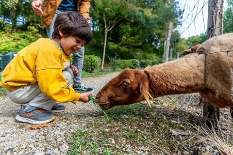 Young boy smiling brightly while feeding grass to a brown sheep through a fence, enjoying an
