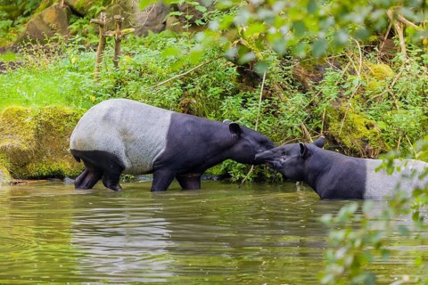 Two Malayan tapir (Acrocodia indica), one male and one female meet in the shallow water of a river