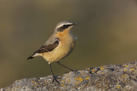 Northern Wheatear (Oenanthe oenanthe) male, Cheshire, United Kingdom