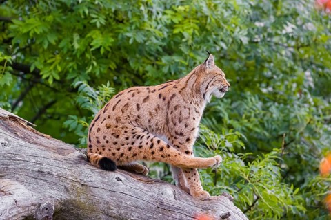 One Eurasian lynx (Lynx lynx) sits on a sloping dead tree, hidden behind autumn leaves